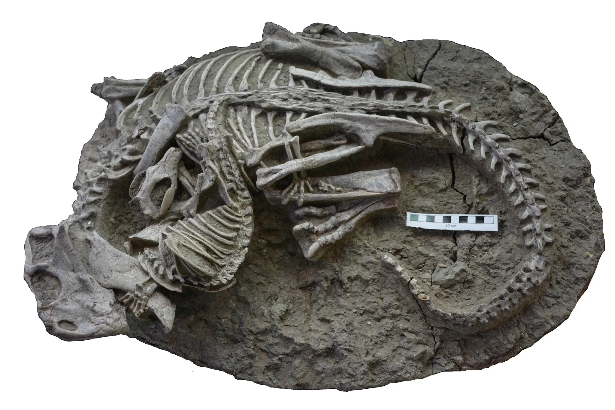 Fossil showing dinosaur and mammal together
