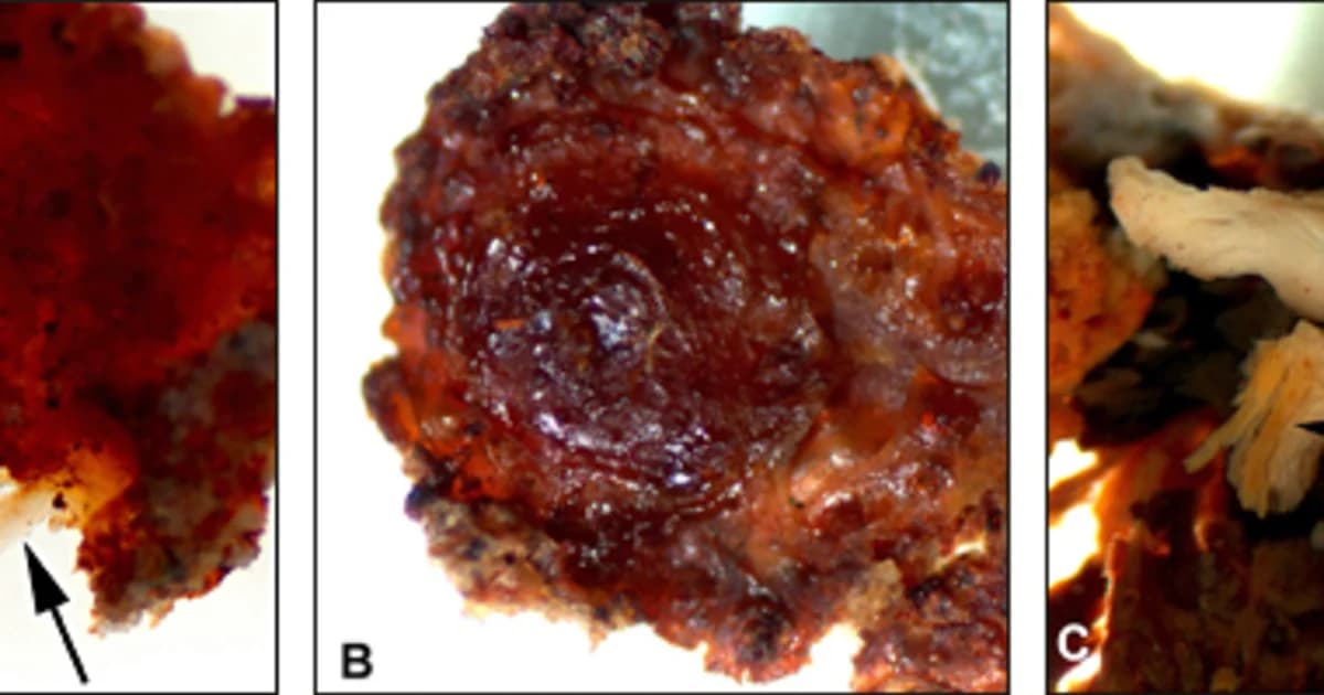 Preserved soft tissue found in dinosaur fossils